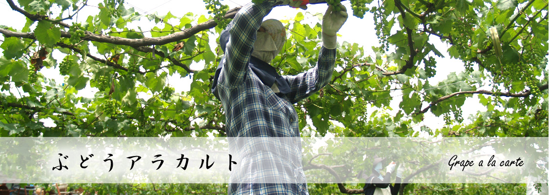 長崎 ぶどう狩り ぶどうの森 (森巨峰園)
