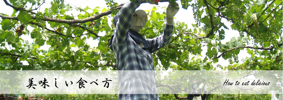 長崎 ぶどう狩り ぶどうの森 (森巨峰園)