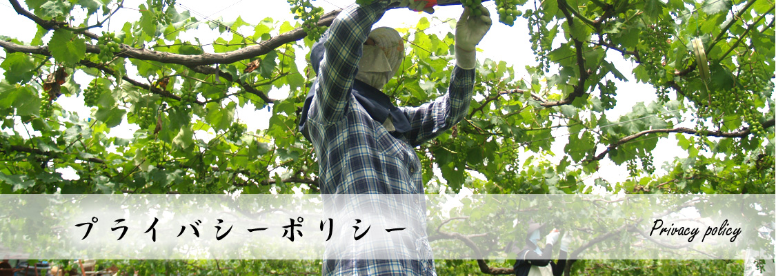 長崎 ぶどう狩り ぶどうの森 (森巨峰園)