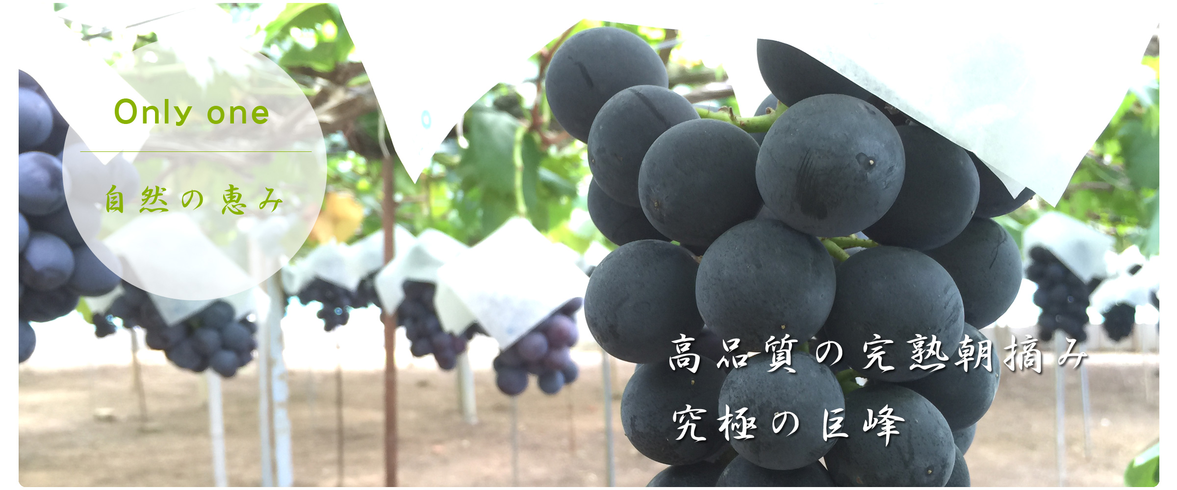 長崎 ぶどう狩り ぶどうの森 (森巨峰園)