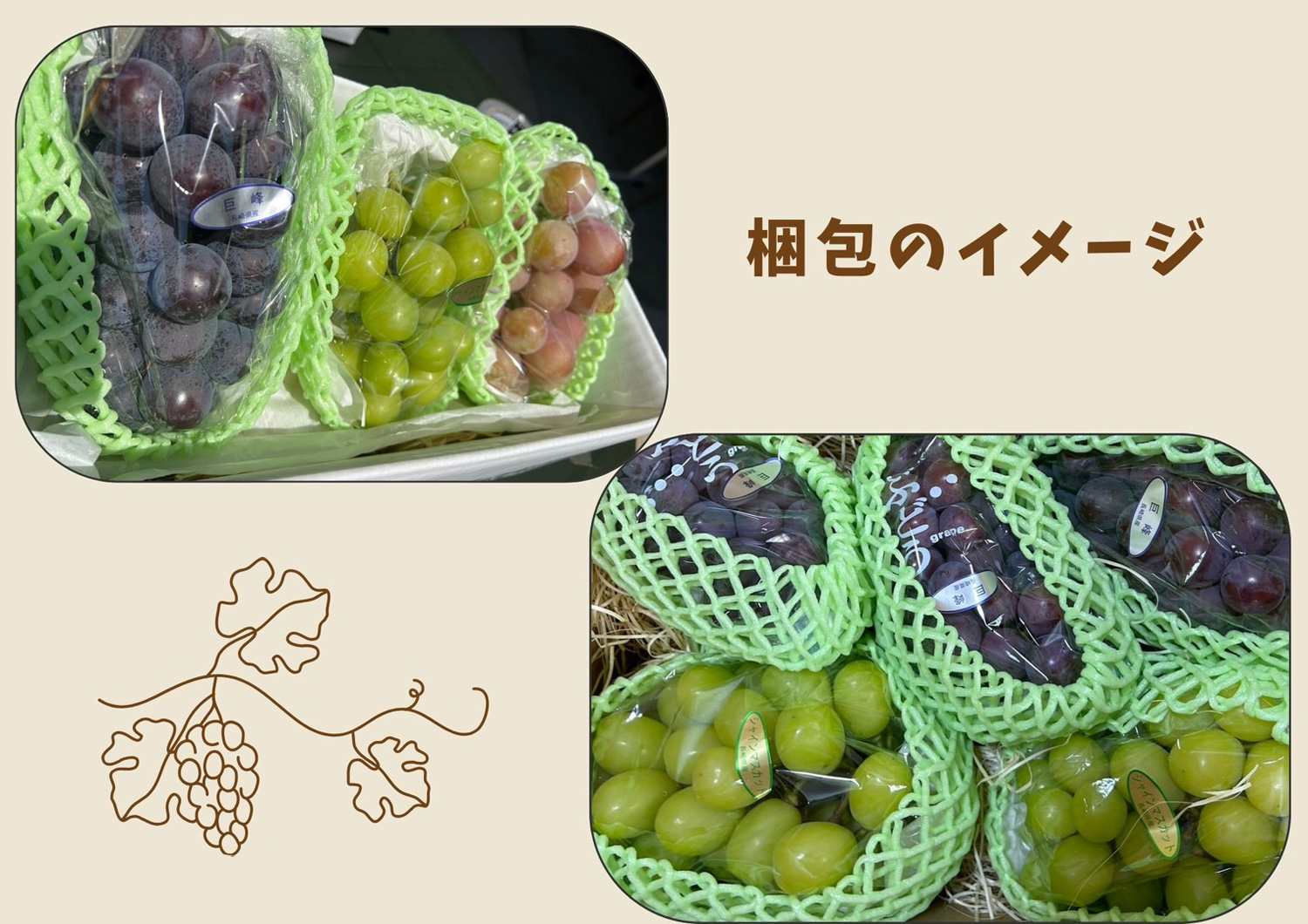 長崎 ぶどう狩り ぶどうの森 (森巨峰園)