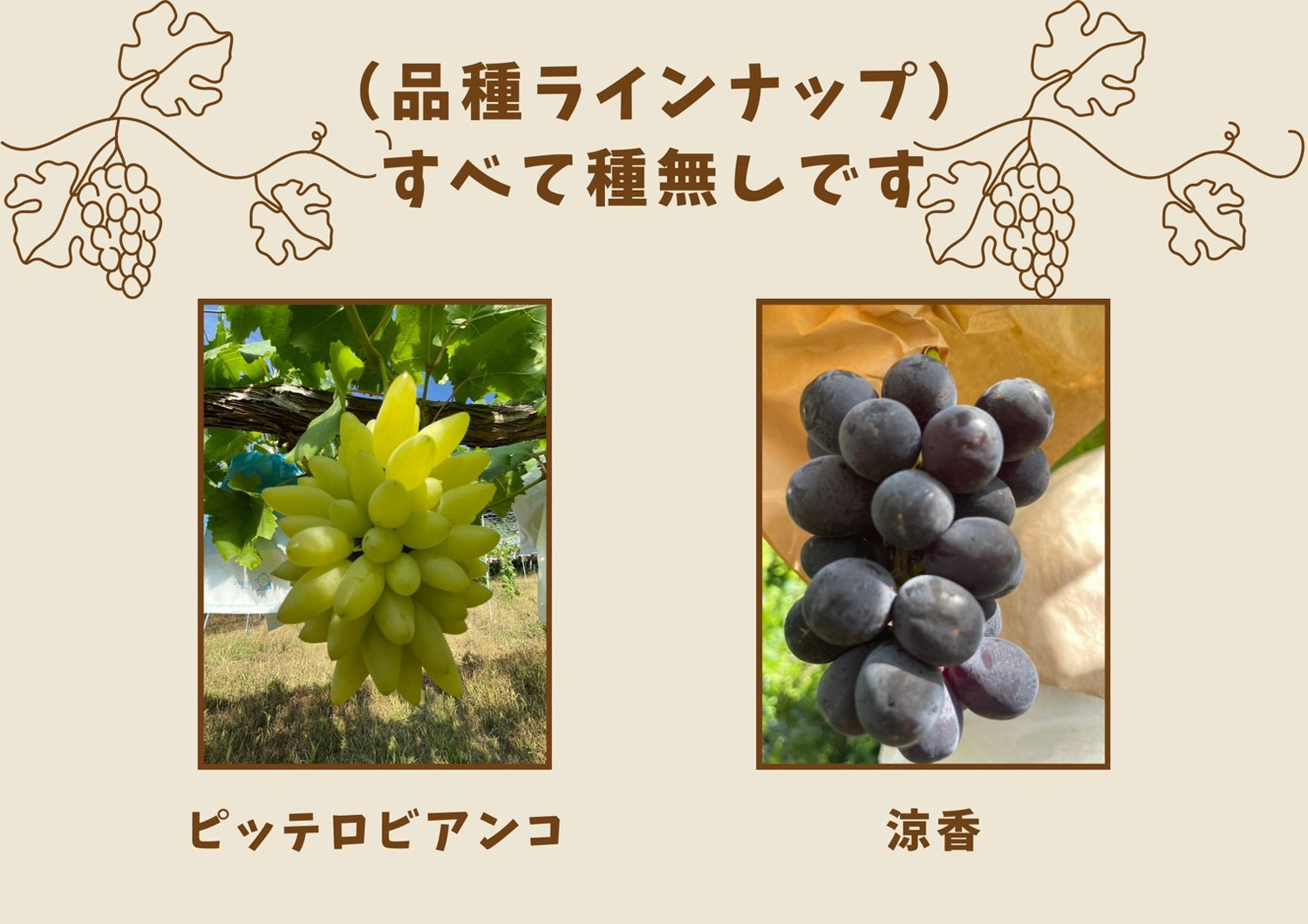 長崎 ぶどう狩り ぶどうの森 (森巨峰園)