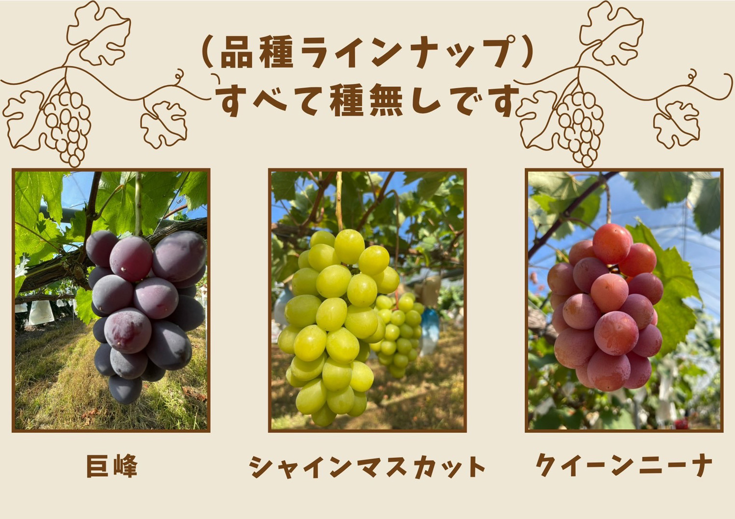 長崎 ぶどう狩り ぶどうの森 (森巨峰園)