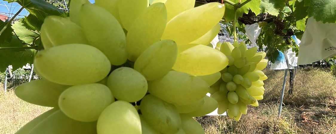 長崎 ぶどう狩り ぶどうの森
