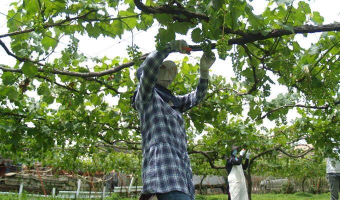 > 長崎 ぶどう狩り ぶどうの森 (森巨峰園)